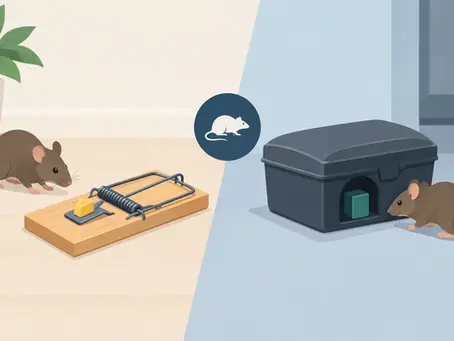 Mouse Traps Versus Bait Stations: Which Is Best?