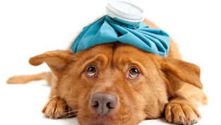 Voiceovers and Getting Sick – The GKN Update 3/1/16