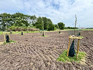 FSCN-Wildblumenwiese.JPG