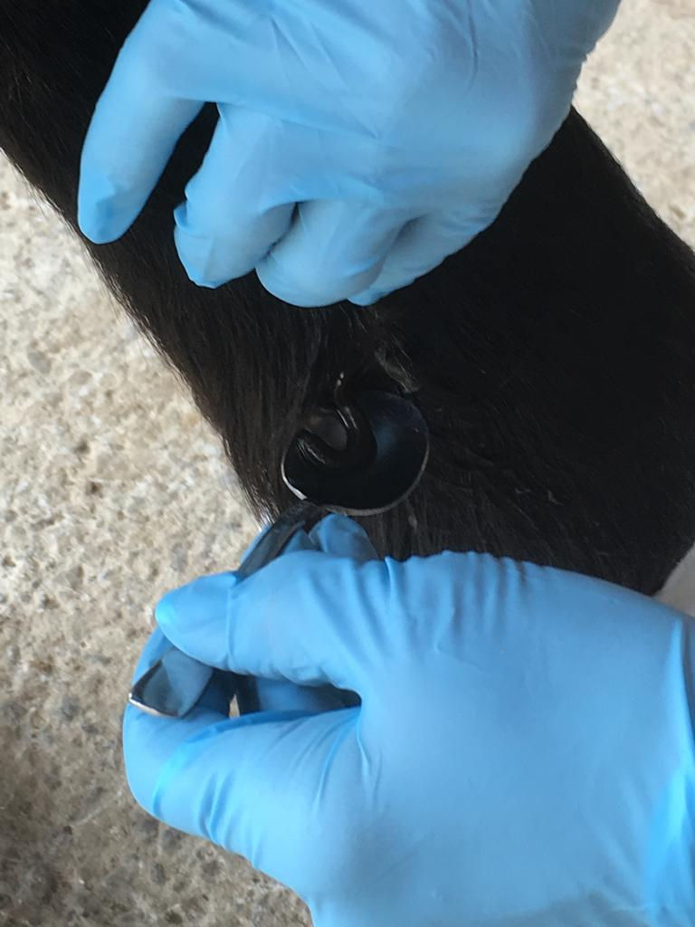 Blutegeltherapie