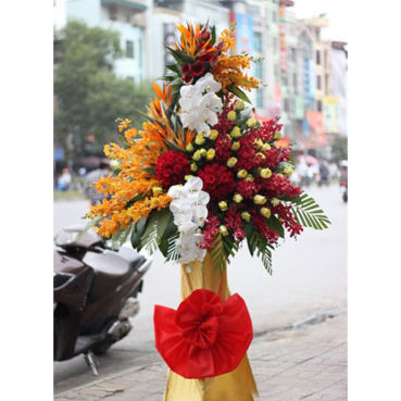 HOA KHAI TRƯƠNG - K006