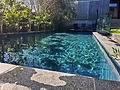 Outdoor swimming pool with shimmering blue water and lush landscaping around the edge.