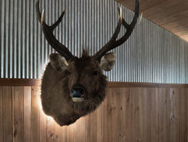 Backlit, mounted deer head with antlers on a wooden wall
