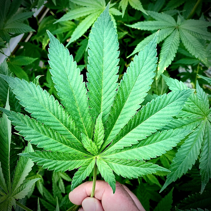 Granddaddy Purple, Lucky 13 Seeds-06.jpg