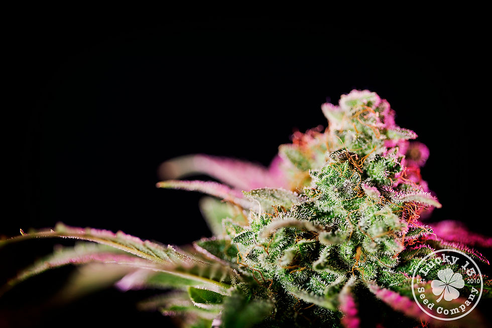 Romulan Medical Marijuana
