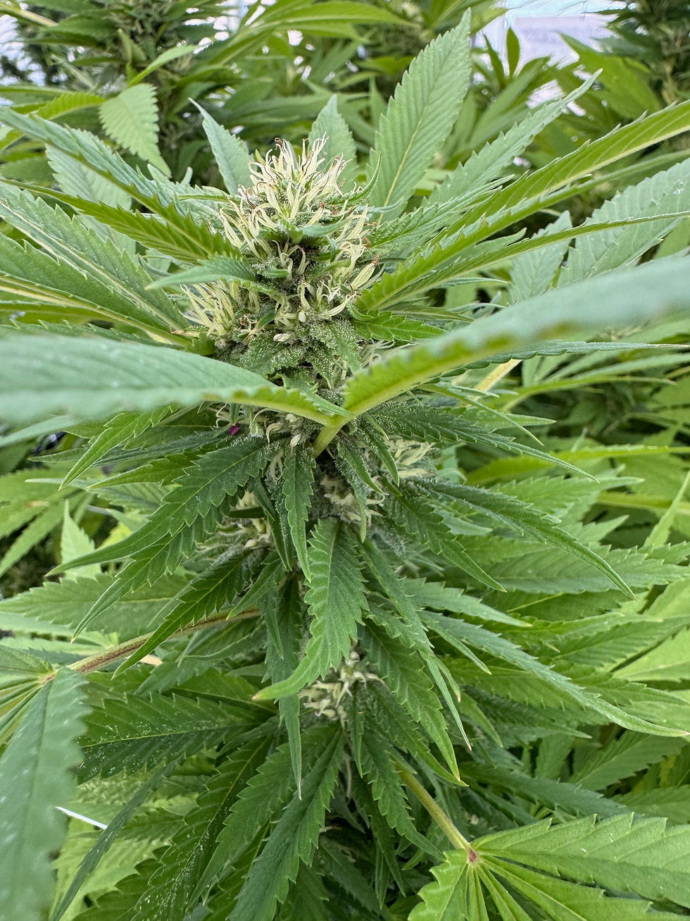 Purple Punch Reloaded. Made by Crossing Lemon Larry OG with our Granddaddy Purple. Just Starting to Take Off Under the Expert Hand of SY in New York.