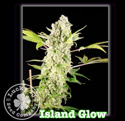 Island Glow, Lucky 13 Seeds