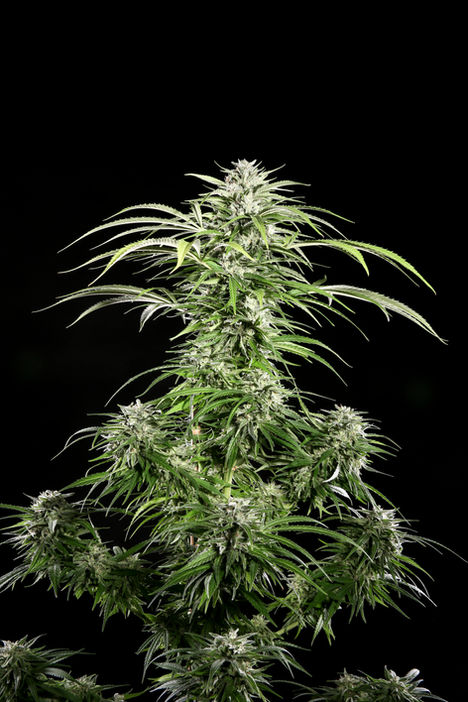 Blood, Milk & Sky, Lucky 13 Seeds-04.jpg