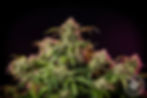 Romulan