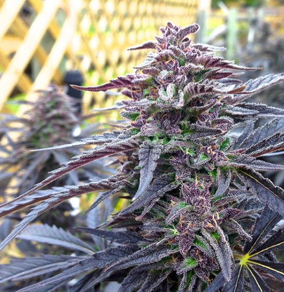 Top 4 Outdoor Cannabis Strains for Canadian Growers