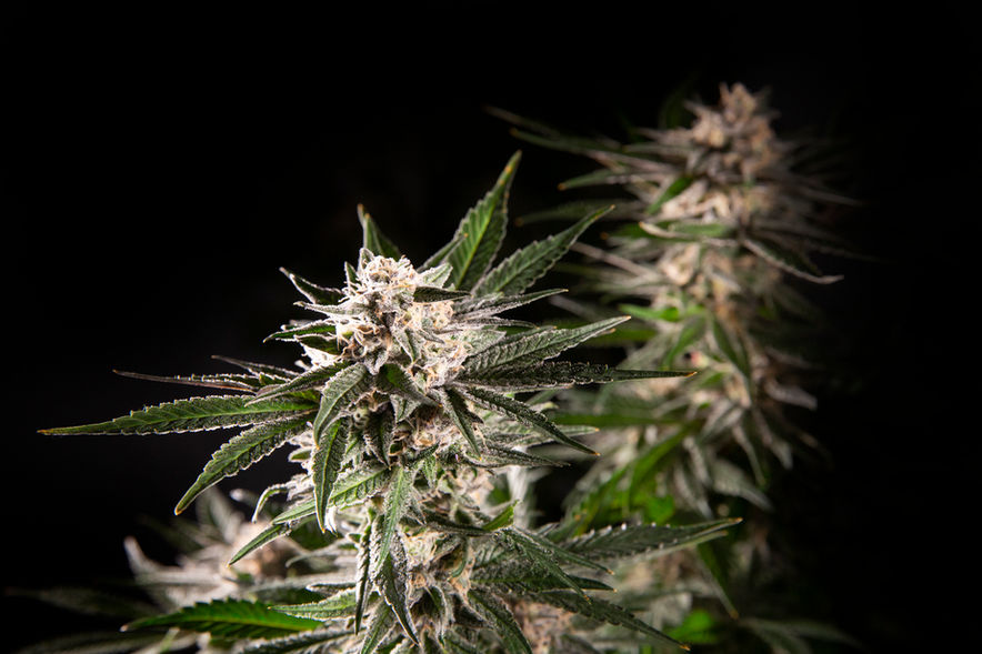 Space Skunk - Lucky 13 Seeds - 01.jpg