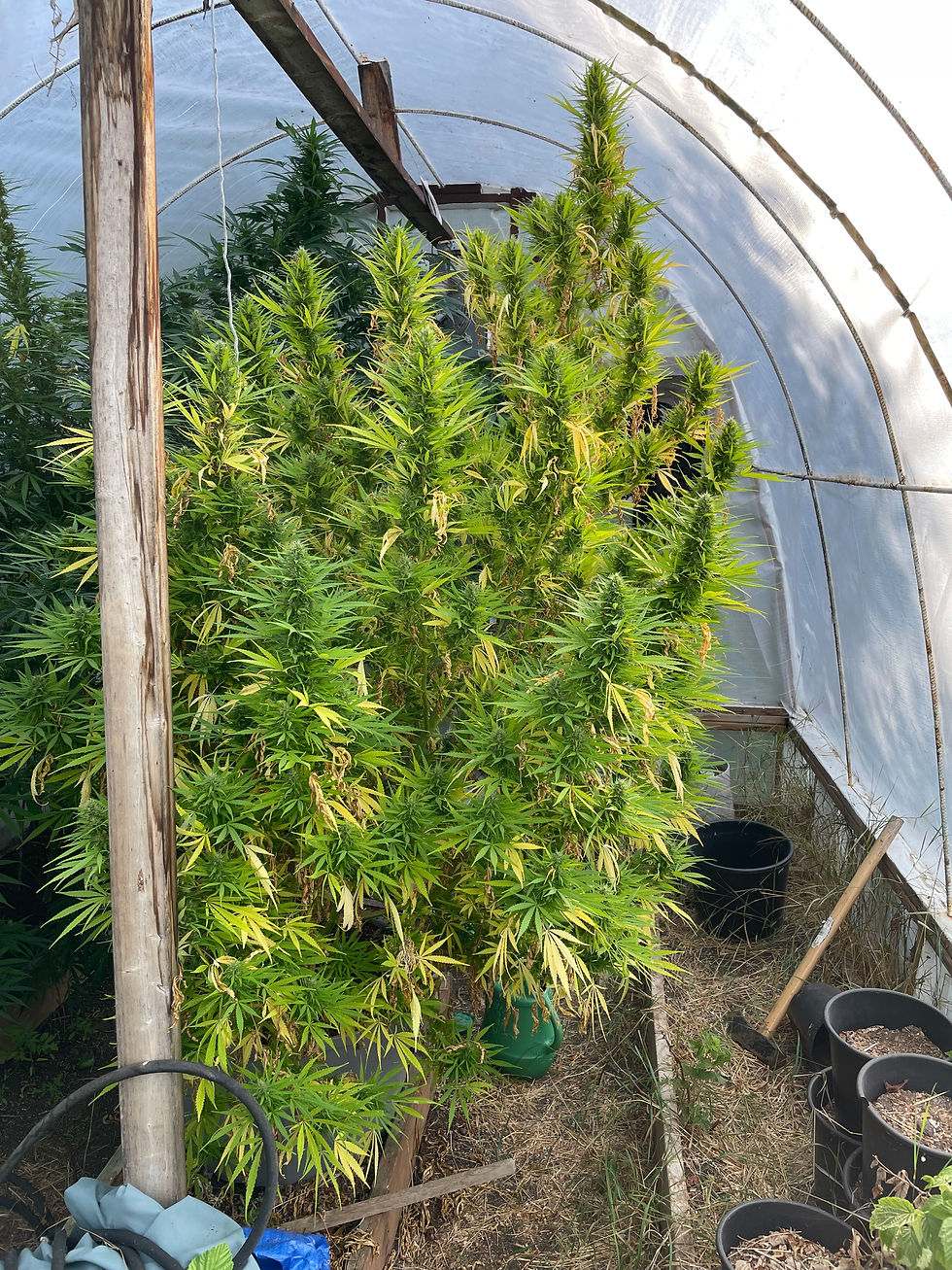 Lebanese Hashplant IBL - Customer Submitted Photo