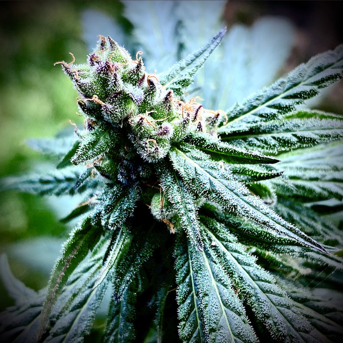Space Queen, Lucky 13 Seeds-03.jpg
