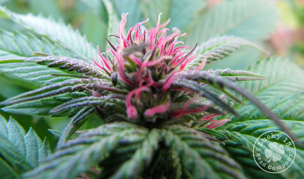 Pink Romulan