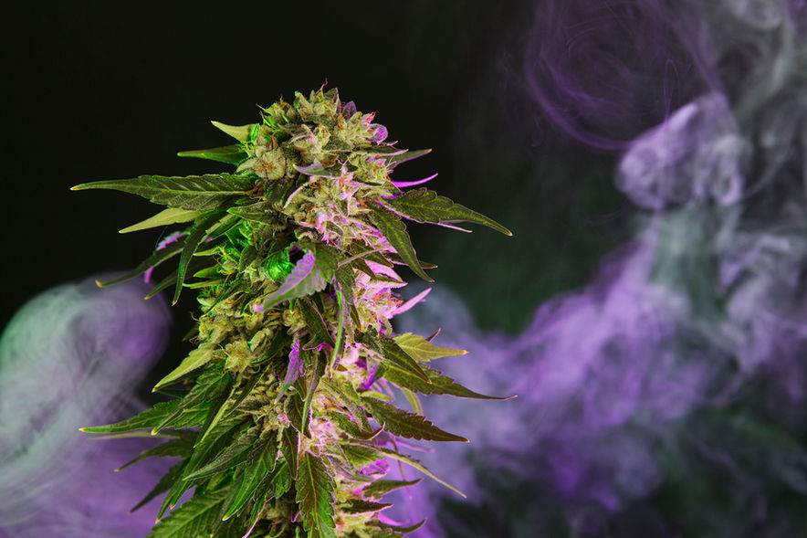 Angel 98 - Lucky 13 Seeds - 03.jpg