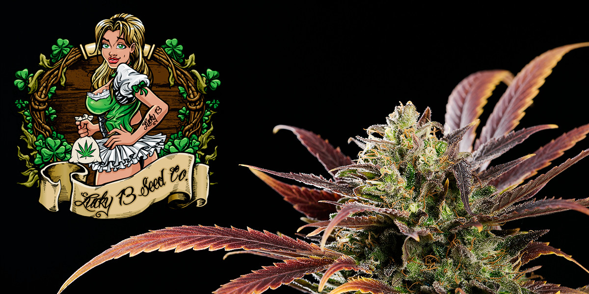 Granddaddy Purple Ultraviolet | Lucky 13 Seed Company