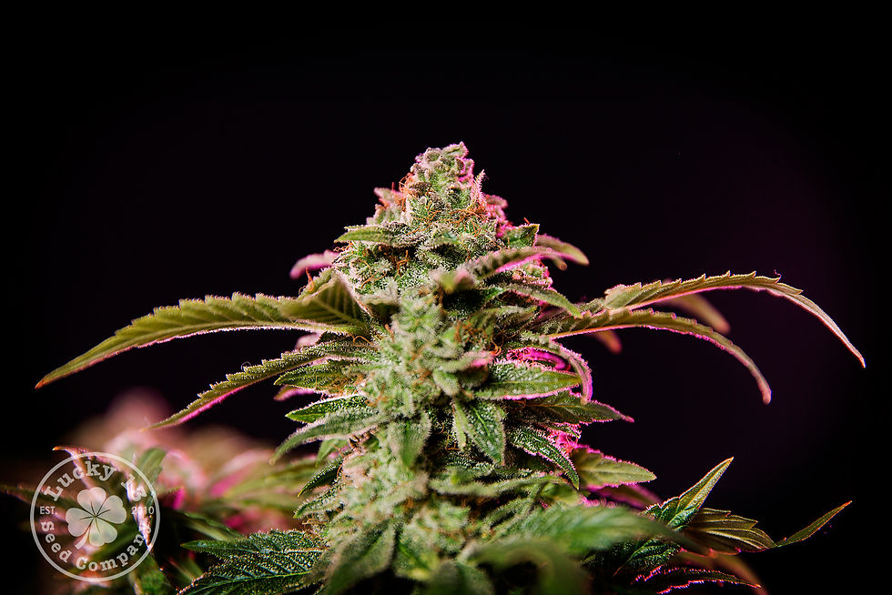 Romulan Bud