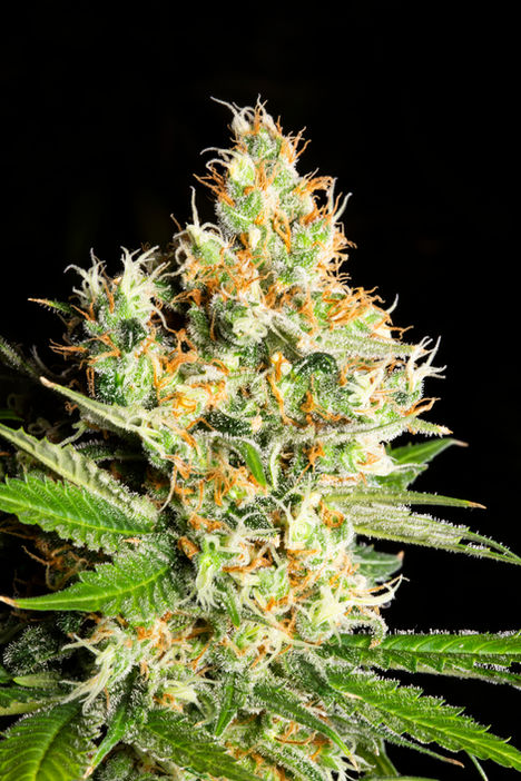 Master Medica, Lucky 13 Seeds-04.jpg