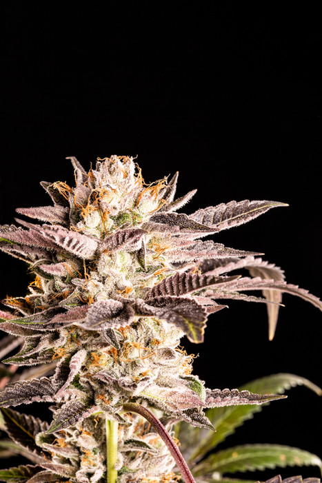 SpaceQueen-04.jpg