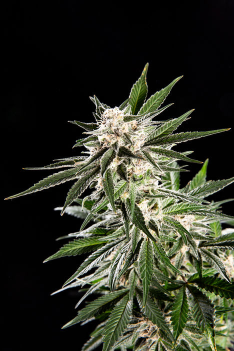 Space Skunk - Lucky 13 Seeds - 04.jpg