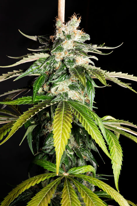 Master Medica, Lucky 13 Seeds-10.jpg