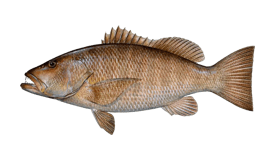 snapper-cubera.webp