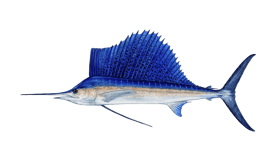 sailfish.webp