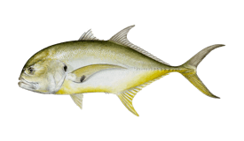 jack-crevalle.webp