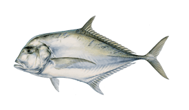 jack-african-pompano.webp