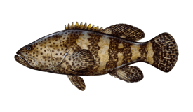 grouper-goliath.webp