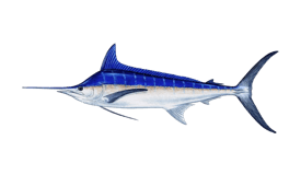 marlin-blue.webp