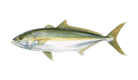 yellowtail-amberjack.webp