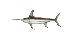 swordfish.webp