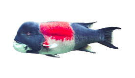 california-sheephead.webp