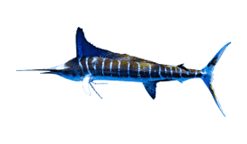 marlin-striped.webp