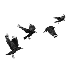 Flying Crows image_edited.png