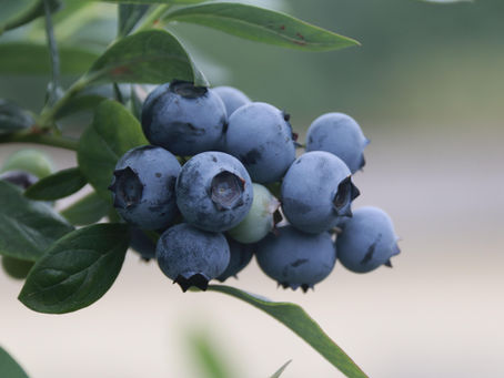 ¿Que son los antioxidantes y porque son importantes?