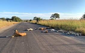 SUDAFRICA:LEONI SULLE STRADE