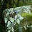 Thumbnail: Greenery Acrylic Welcome Sign
