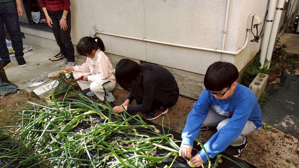 玉ねぎの収穫