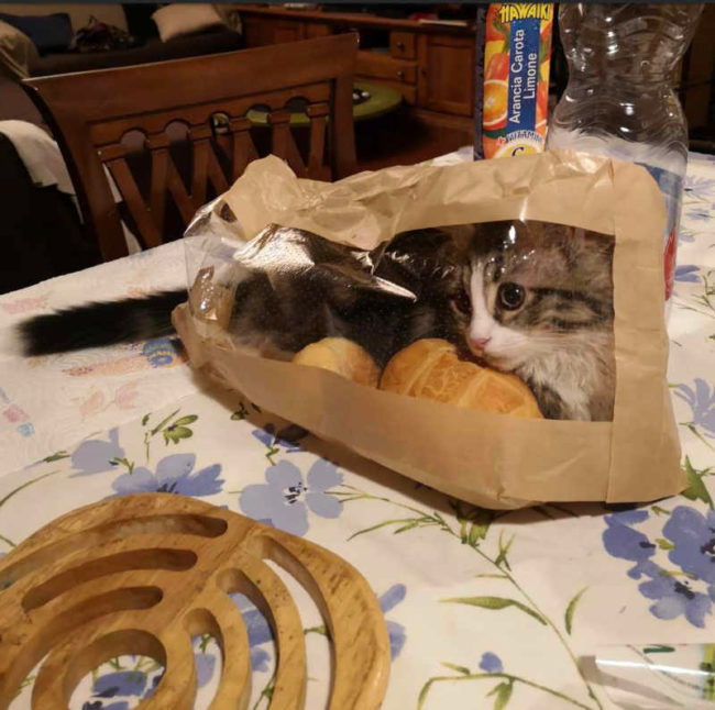 Funny pictures french bread and cat in bag