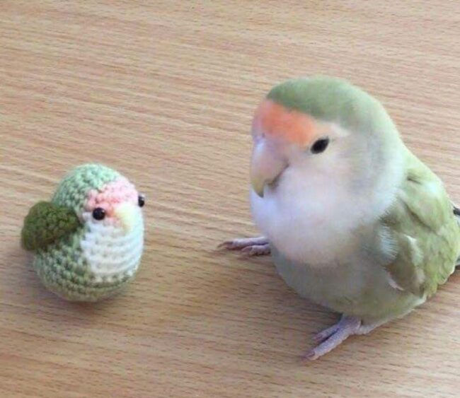 Funny Pictures Of The Day From February 2nd, 2020 | Age of the Geek Magazine