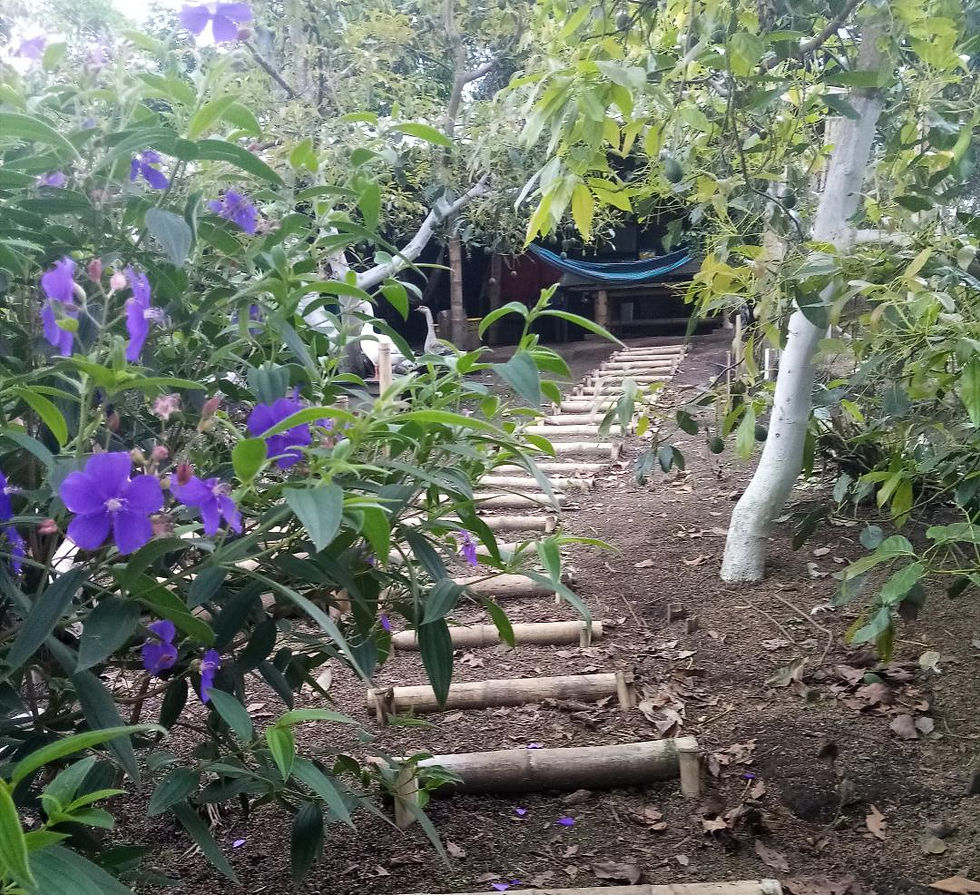 la finca Filandia mars 2020