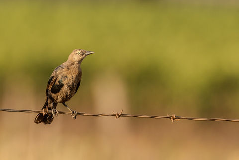 Molting Brewer's Blackbird