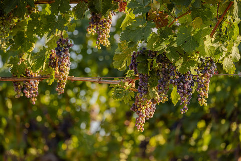 Verasion