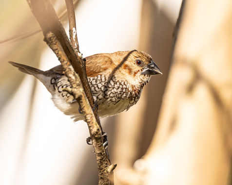 Scaly-breasted Munia