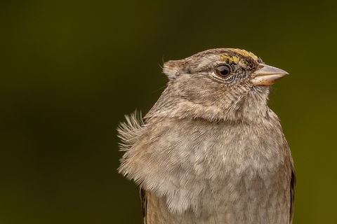 Portrait of a Golden-crowned Sparrow