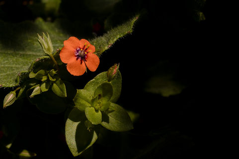 Scarlet Pimpernel