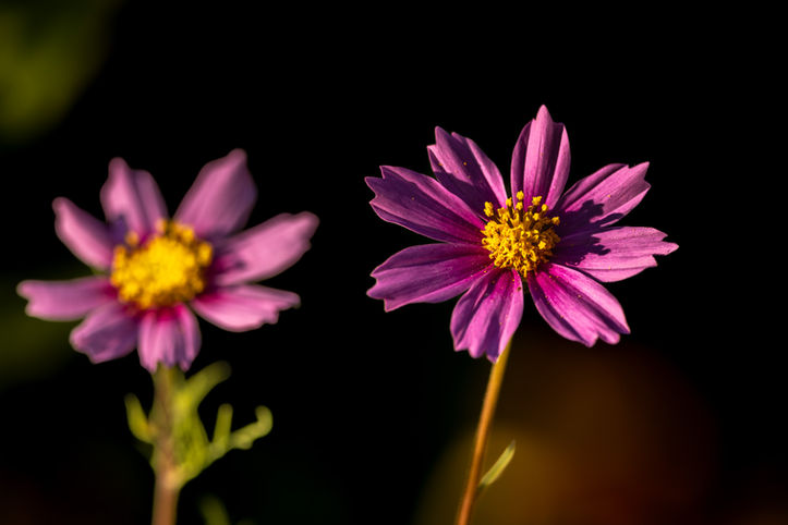 Cosmos Pair