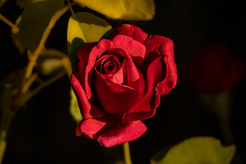 Chrysler Imperial Rose